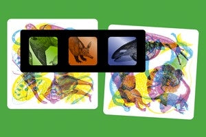 IllumiNature Spotting Game By Carnovsky
