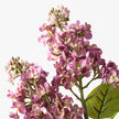 Lilac Spray