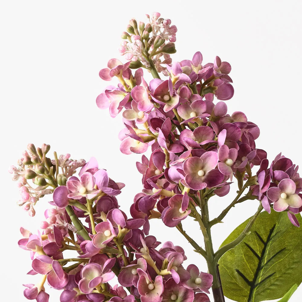 Lilac Spray